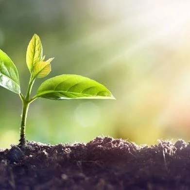 Imagem do Grupo de Whatsapp Amor por PLANTAS 🌱🪴