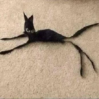 Imagem do Grupo de Whatsapp ⚡Bonde Do Gato Preto ⚡
