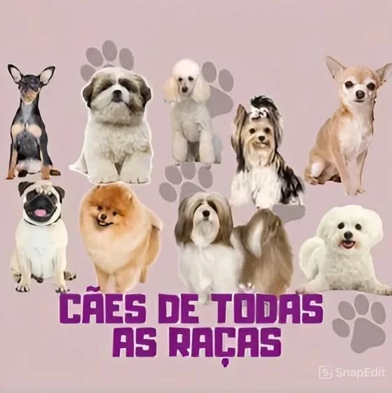 Imagem do Grupo de Whatsapp Receitas Saudáveis para Pets – 30 Delícias Naturais! 🐶🐱