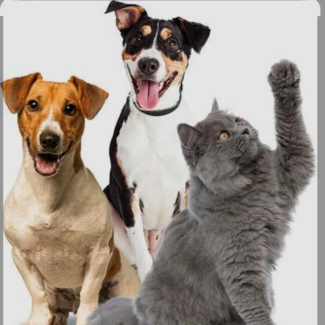 Imagem do Grupo de Whatsapp Mães/pais de pets