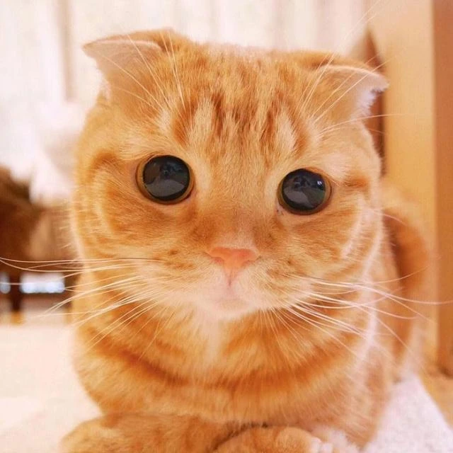 Imagem do Grupo de Whatsapp Grupo de Gatos 😺