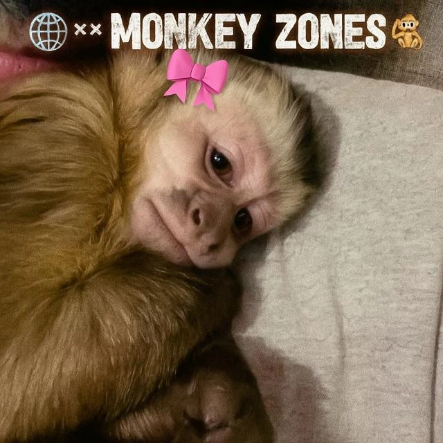 Imagem do Grupo de Whatsapp 🌐 ˣˣ MØИҚΣY ZØИΣ 🐒