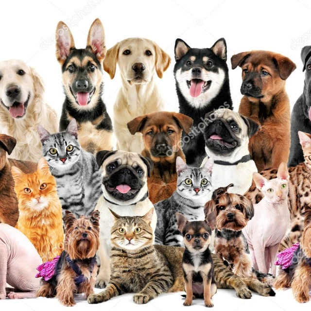 Imagem do Grupo de Whatsapp Dicas para o seu PET!!!🐶