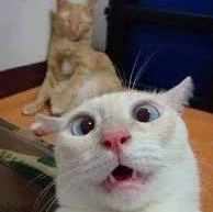 Imagem do Grupo de Whatsapp 🅞🅢 🅓🅔🅢🅐🅙🅤🅢🅣🅐🅓🅞🅢 🤪