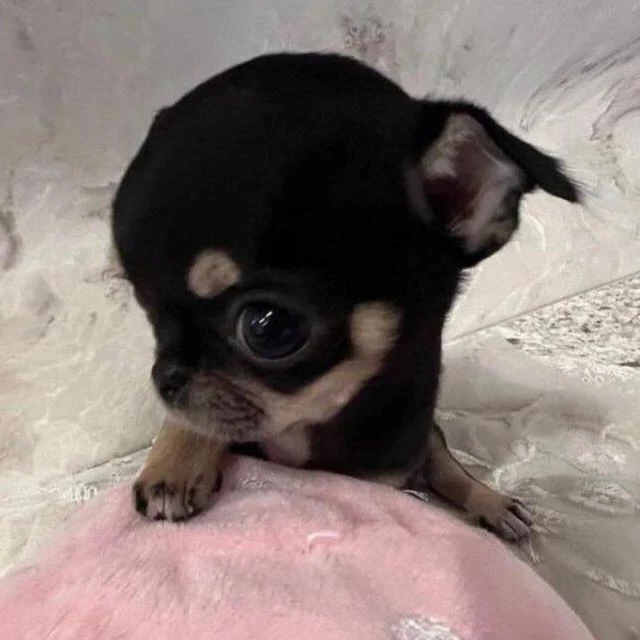 Imagem do Grupo de Whatsapp Chat 🎀