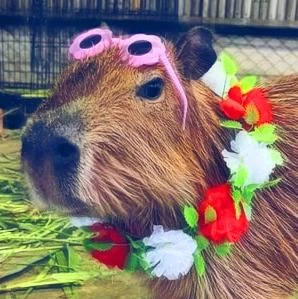 Imagem do Grupo de Whatsapp 🌚 Amizades Aleatórias 🌝